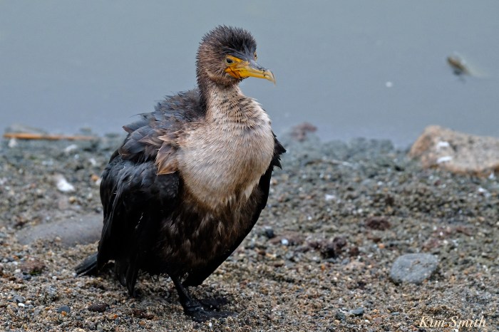 double-crested-cormorant-niles-pond-gloucester-massachustts-copyright-kim-smith