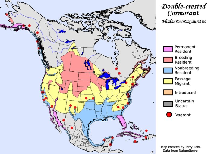 double_crested_cormorant_map_big