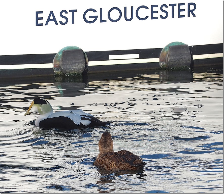 Eiders at Beacon