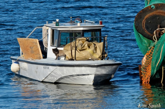 gloucester-shipwreck-blue-ocean-caoe-ann-marine-copyright-kim-smith