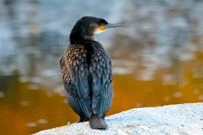great-cormorant-juvenile-niles-pond-gloucester-massachustts-1-copyright-kim-smith