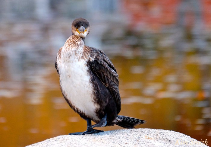 great-cormorant-juvenile-niles-pond-gloucester-massachustts-2-copyright-kim-smith