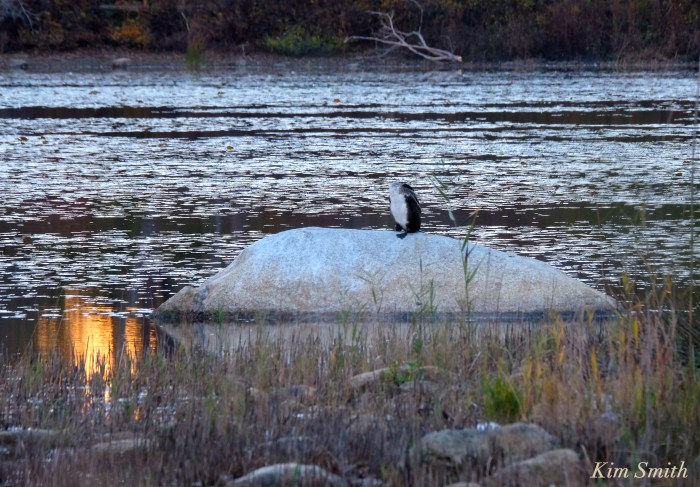 great-cormorant-juvenile-niles-pond-gloucester-massachustts-copyright-kim-smith