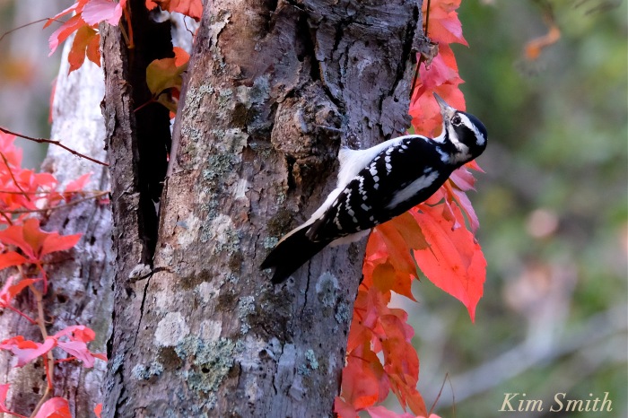 hairy-woodpecker-cape-ann-gloucester-massachusetts-copyright-kim-smith