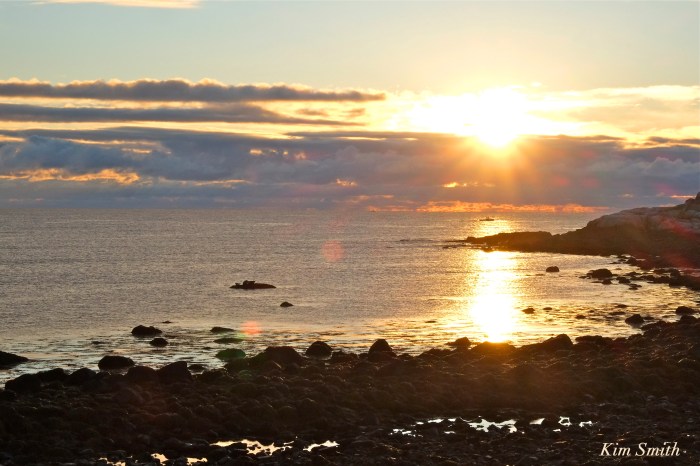 harbor-seals-brace-cove-gloucester-ma-1-copyright-kim-smith