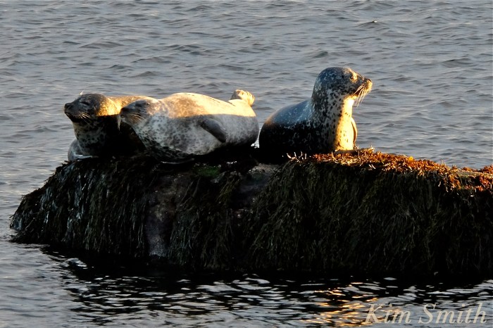harbor-seals-brace-cove-gloucester-ma-4-copyright-kim-smith