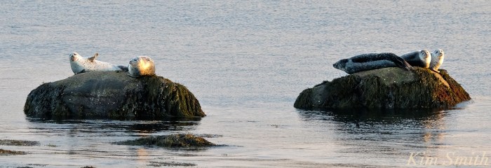 harbor-seals-brace-cove-gloucester-ma-copyright-kim-smith