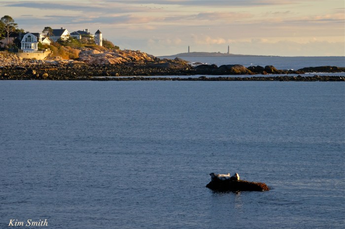 harbor-seals-brace-cove-twin-lights-copyright-kim-smith