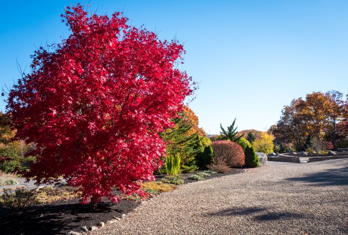japaneese-maple-queen-of-ther-autumn-garden-1000210