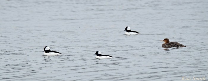 male-bufflehead-female-red-breasted-merganser-copyright-kim-smith