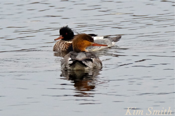 male-female-red-breasted-mergansers-copyright-kim-smith