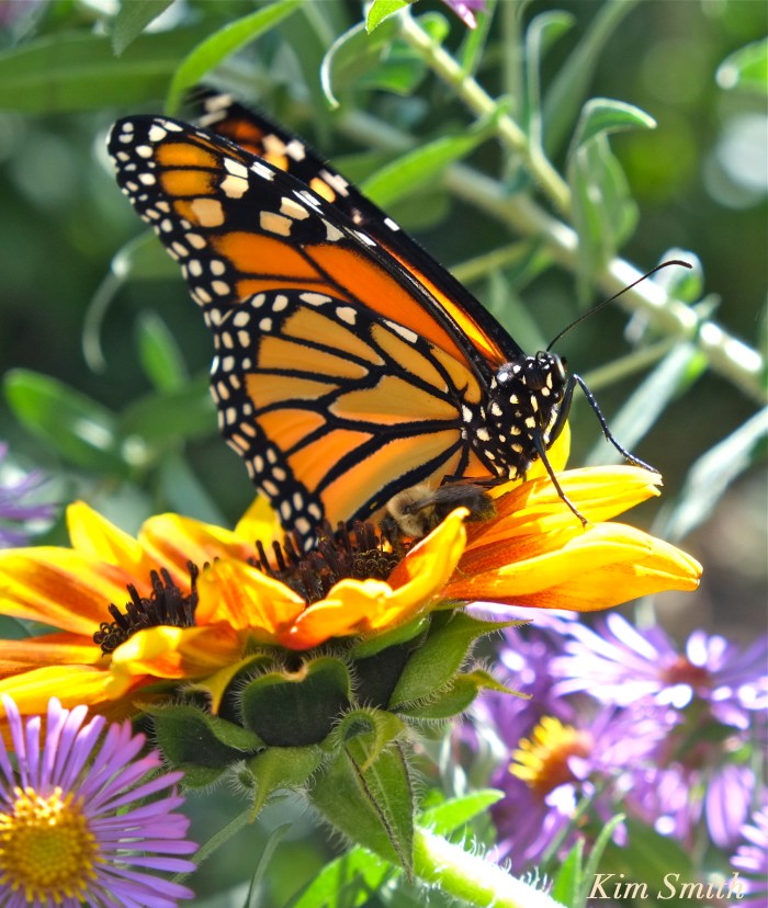 monarch-butterfly-and-bee-gloucester-ma-copyright-kim-smith