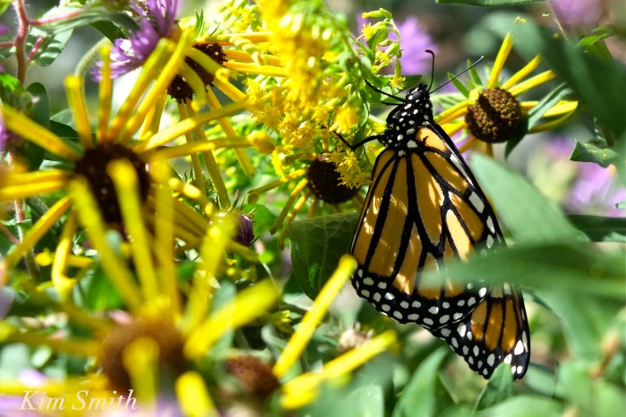 monarch-butterfly-gloucester-ma-2-copyright-kim-smith
