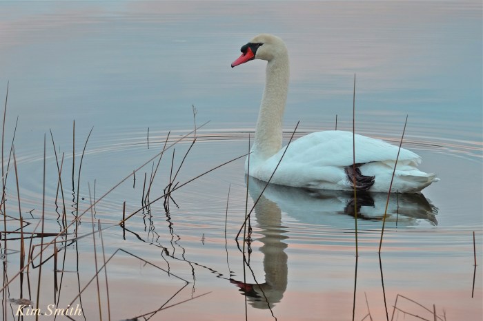 mr-swan-gloucester-cygnus-olor-niles-pond-copyright-kim-smith