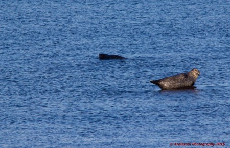 november-28-2016-find-a-rock-to-relax-on