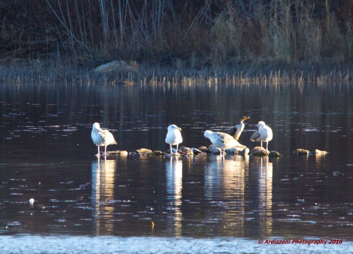 november-28-2016-very-interesting-bird