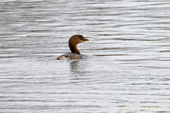 pied-billed-grebe-gloucester-ma-copyright-kim-smith
