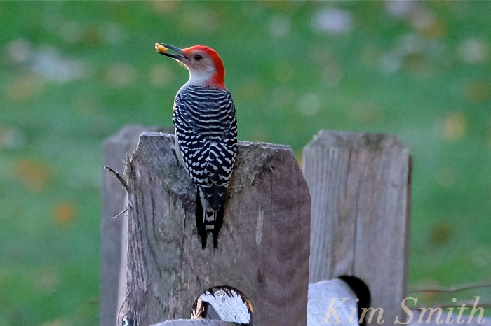 red-bellied-woodpecker-cape-ann-gloucester-massachusetts-copyright-kim-smith