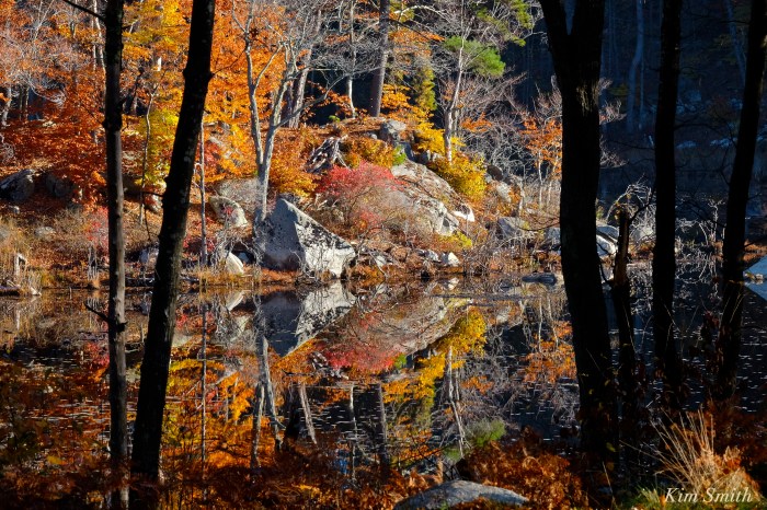 reflections-beaver-pond-copyright-kim-smith