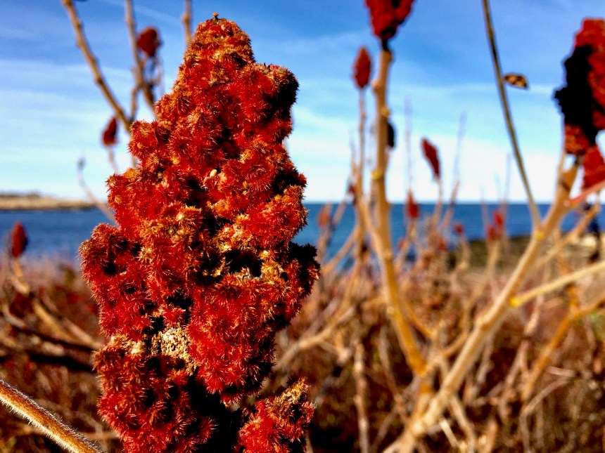 Staghorn Sumac