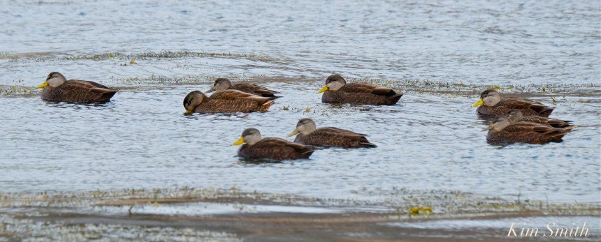 american-black-ducks-copyright-kim-smith