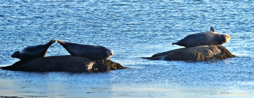 brace-cove-seals-copyright-kim-smith