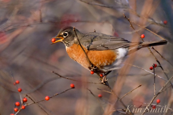 christmas-robin-winterberry-2-copyright-kim-smith