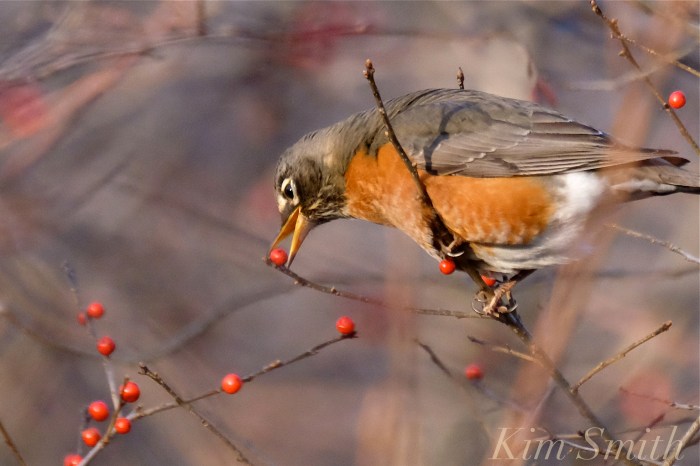 christmas-robin-winterberry-copyright-kim-smith