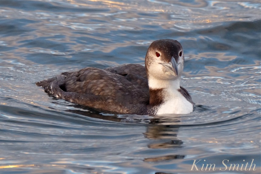 common-loon-copyright-kim-smith
