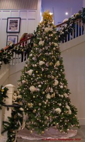 december-4-2016-beautiful-tree-at-beauport-hotel