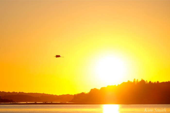 essex-river-sunset-great-blue-heron-copyright-kim-smith