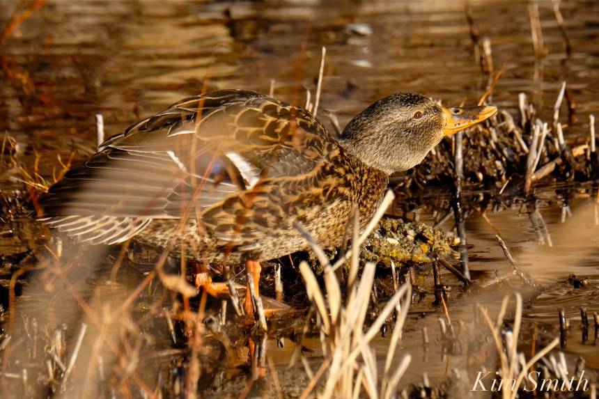 female-mallard-duck-copyright-kim-smith