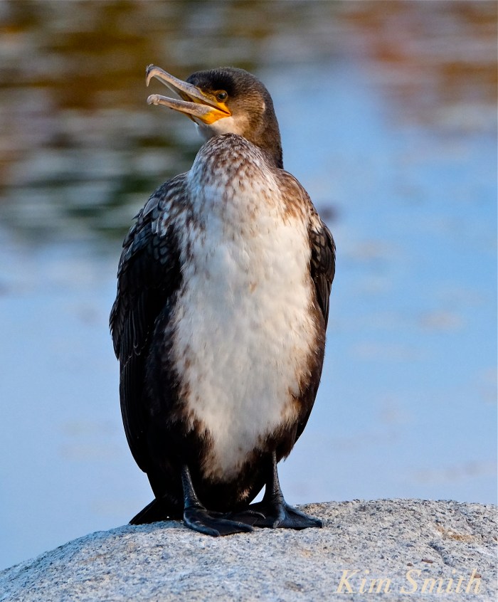 great-cormorant-juvenile-copyright-kim-smith