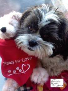 gt-quinn-sharing-the-love-fb