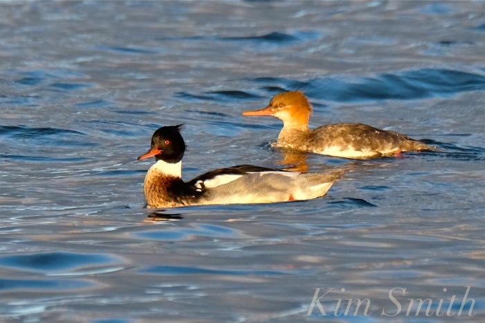 male-female-red-breasted-mergansers-copyright-kim-smith