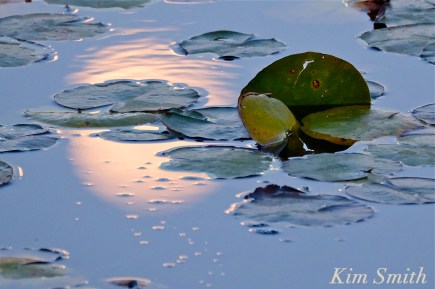 moonlit-lily-pads-copyright-kim-smith