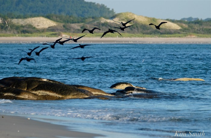 mouth-of-essex-river-copyright-kim-smith