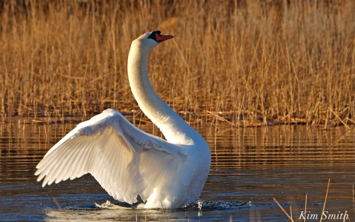 mute-swan-stretching-wings-niles-pond-gloucester-ma-copyright-kim-smith
