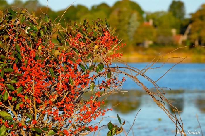 niles-pond-winterberry-copyright-kim-smith