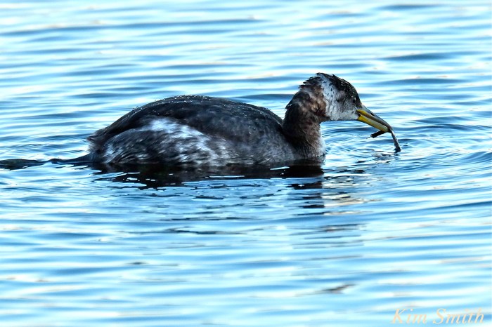 red-necked-grebe-niles-pond-gloucester-ma-1-copyright-kim-smith
