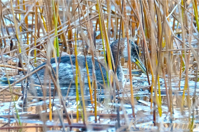 red-necked-grebe-niles-pond-gloucester-ma-3-copyright-kim-smith