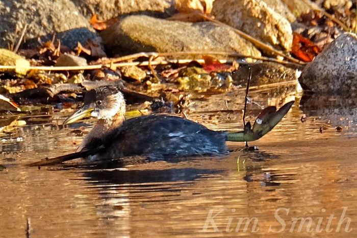 red-necked-grebe-niles-pond-gloucester-ma-4-copyright-kim-smith