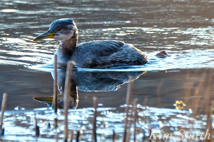 red-necked-grebe-niles-pond-gloucester-ma-5-copyright-kim-smith