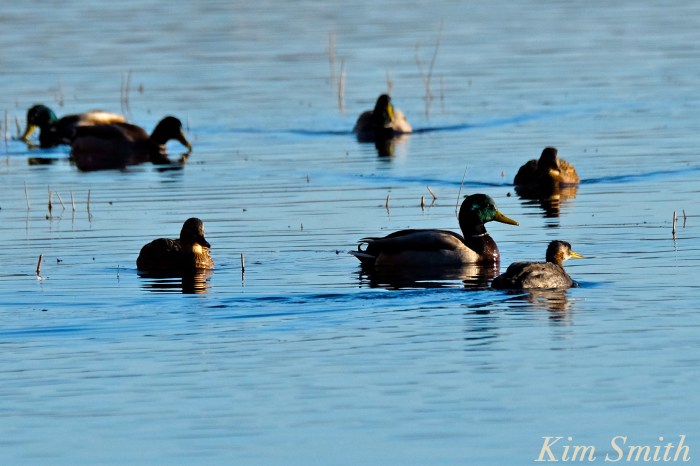 red-necked-grebe-niles-pond-gloucester-ma-6-copyright-kim-smith
