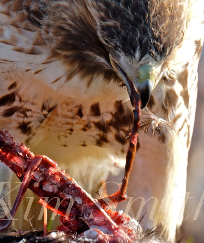 red-tailed-hawk-eating-prey-gloucester-massachusetts-22-copyright-kim-smith
