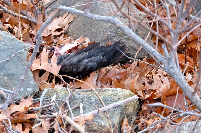 red-tailed-hawk-eating-prey-gloucester-massachusetts-29-copyright-kim-smith