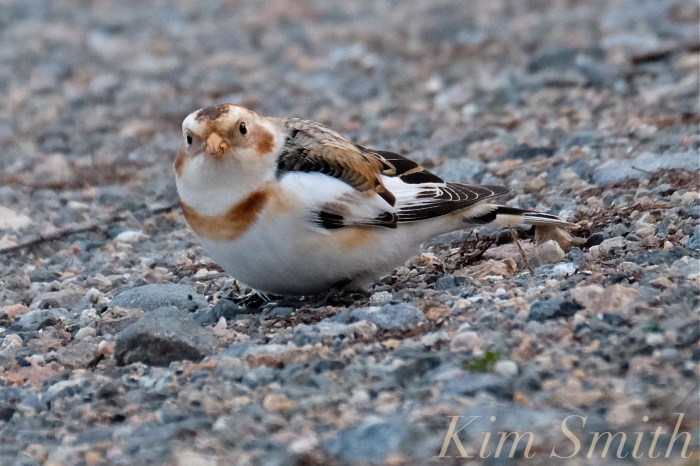 snow-bunting-cape-ann-massachusetts-4-copyright-kim-smith