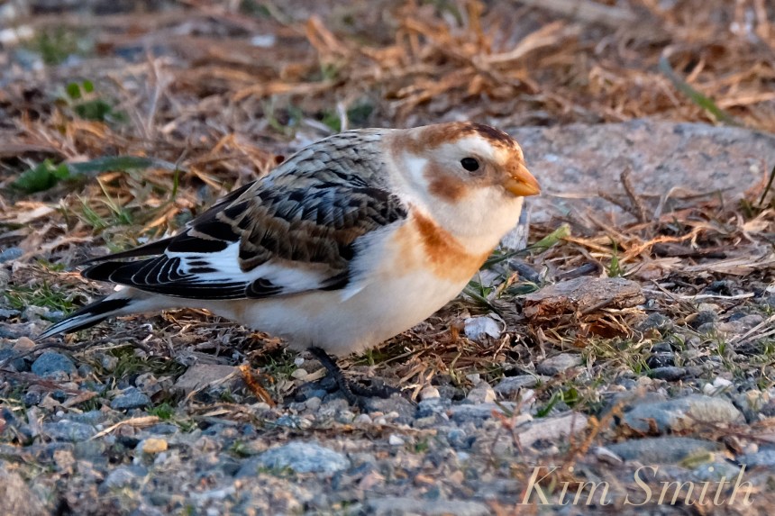 snow-bunting-cape-ann-massachusetts-7-copyright-kim-smith
