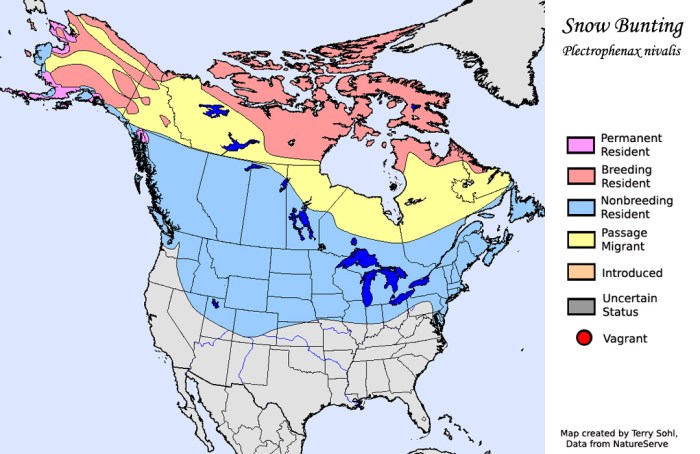 snow_bunting_map_big