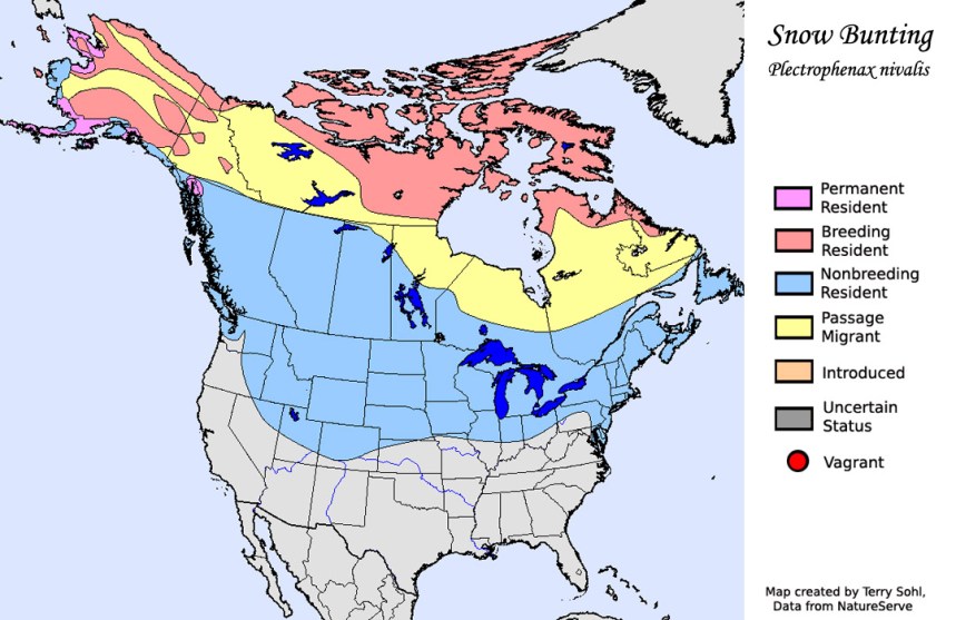 snow_bunting_map_big